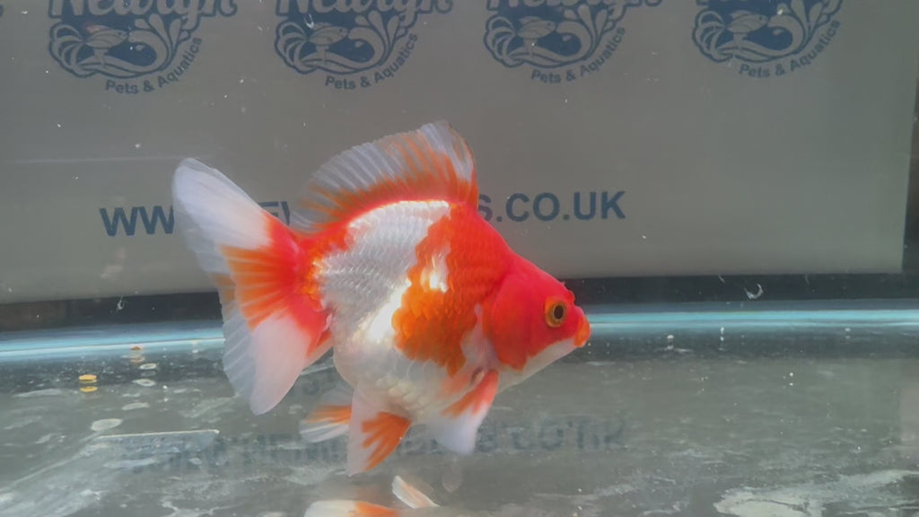 Short Tail Ryukin 10-11cm R9