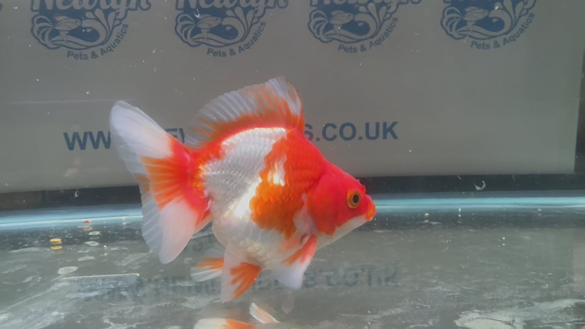 Short Tail Ryukin 10-11cm R9