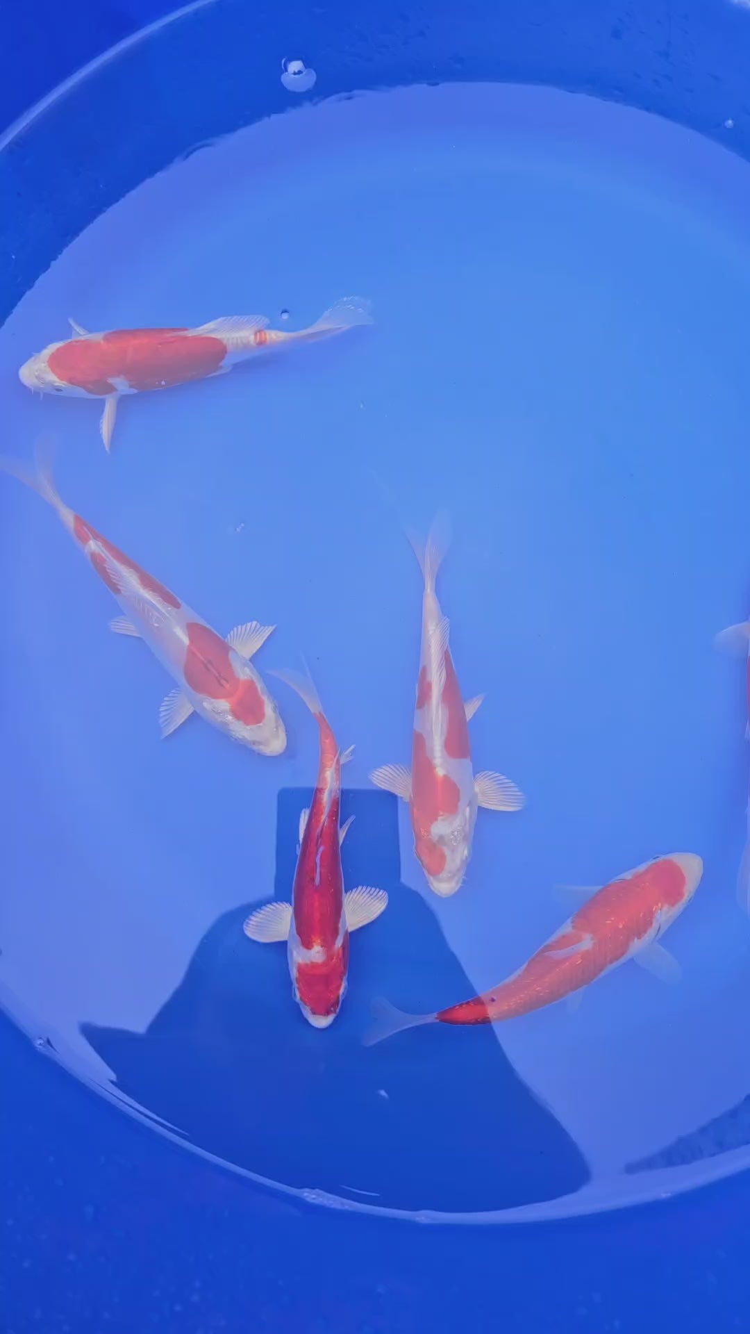 Japanese Koi High Quality 18-20cm Live Fish