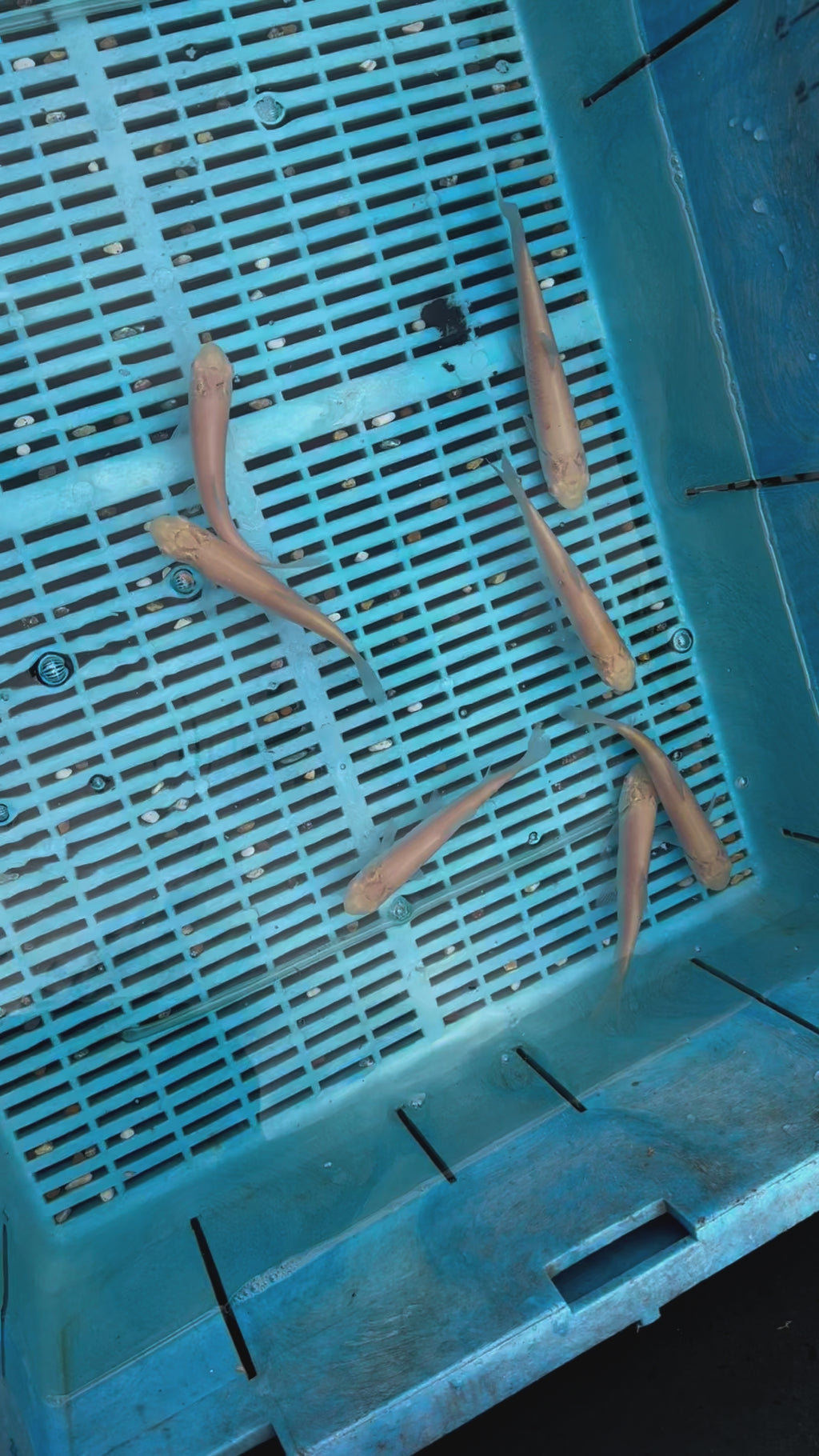 Albino Grass Carp 6-7" (O 2C)