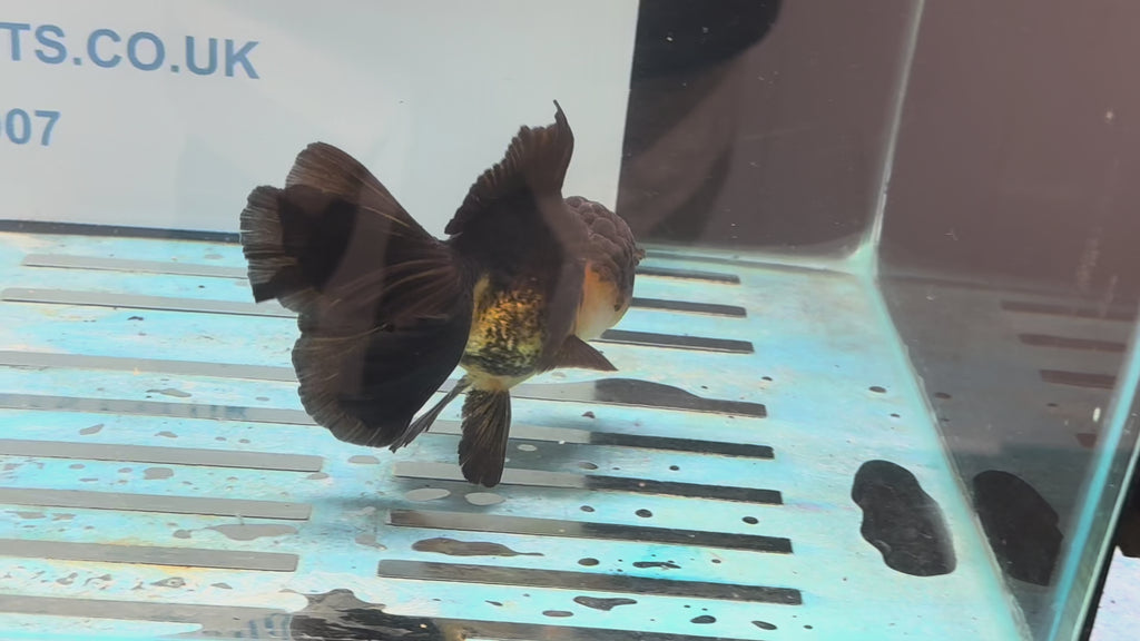 Oranda 13-14cm OR4 (Fish in photo)