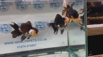 Panda/Tri Colour Oranda 12-13cm