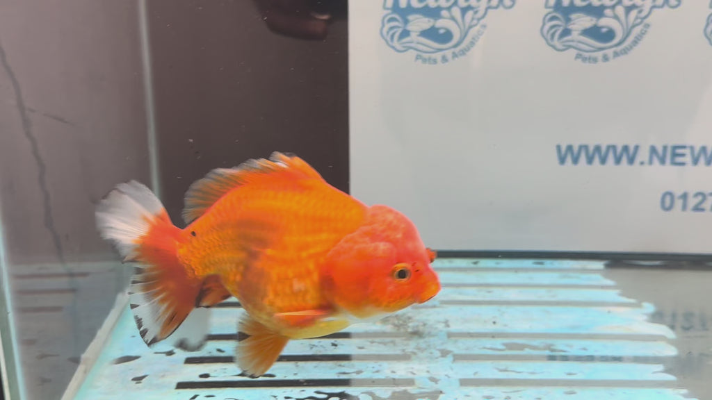 Oranda Short Tail 12cm OR1 (Fish in photo)