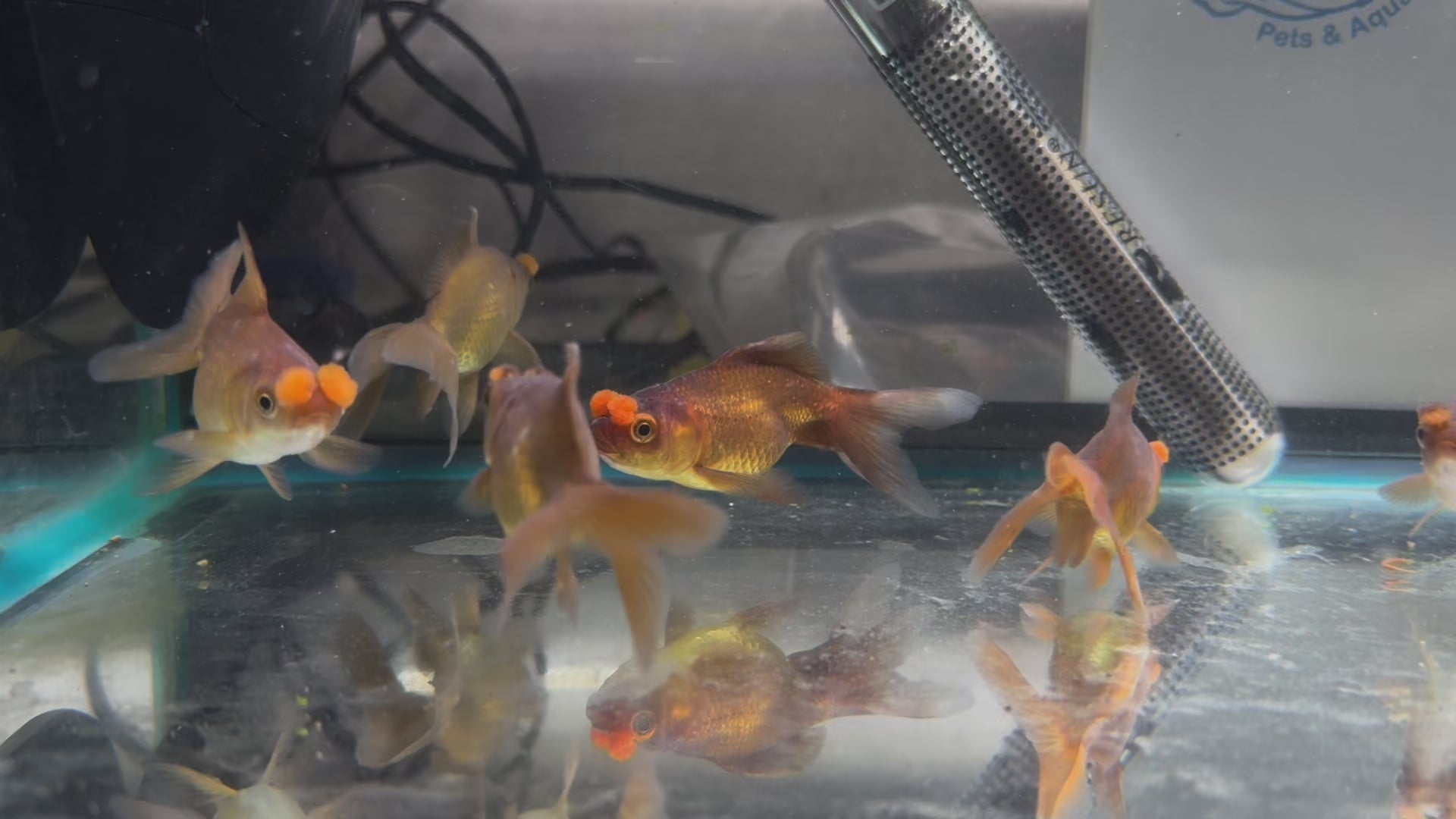 Chocolate Pom Pom 7-8cm Fancy Goldfish (Picked at Random) (BF5B)