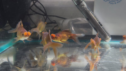 Chocolate Pom Pom 7-8cm Fancy Goldfish (Picked at Random)