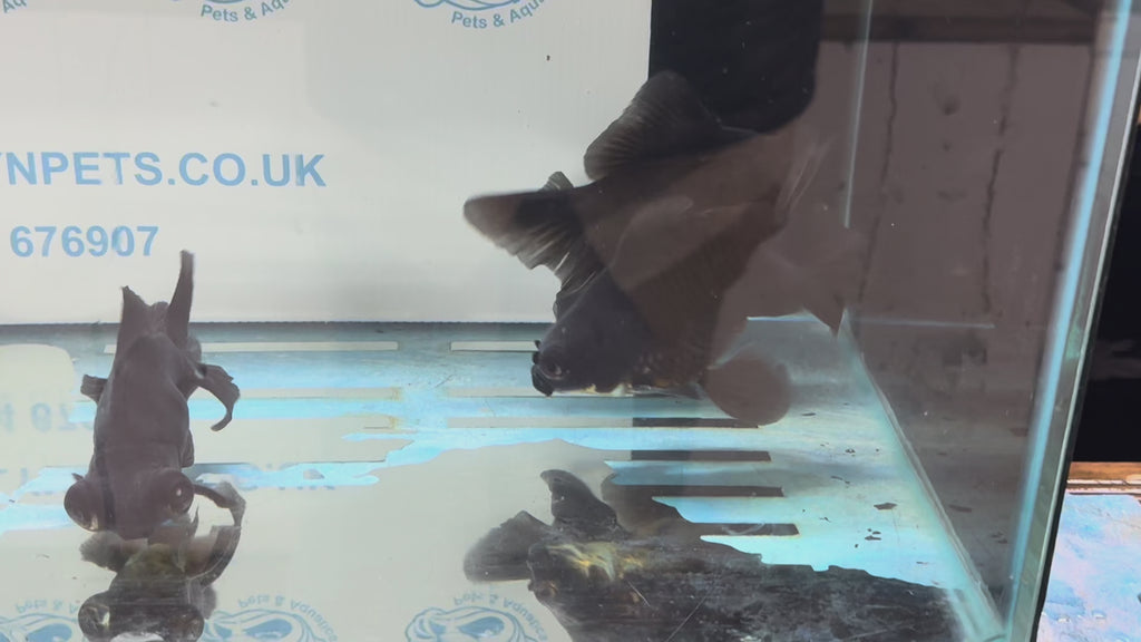 Broadtail Moor 12cm Chinese Fancy Goldfish