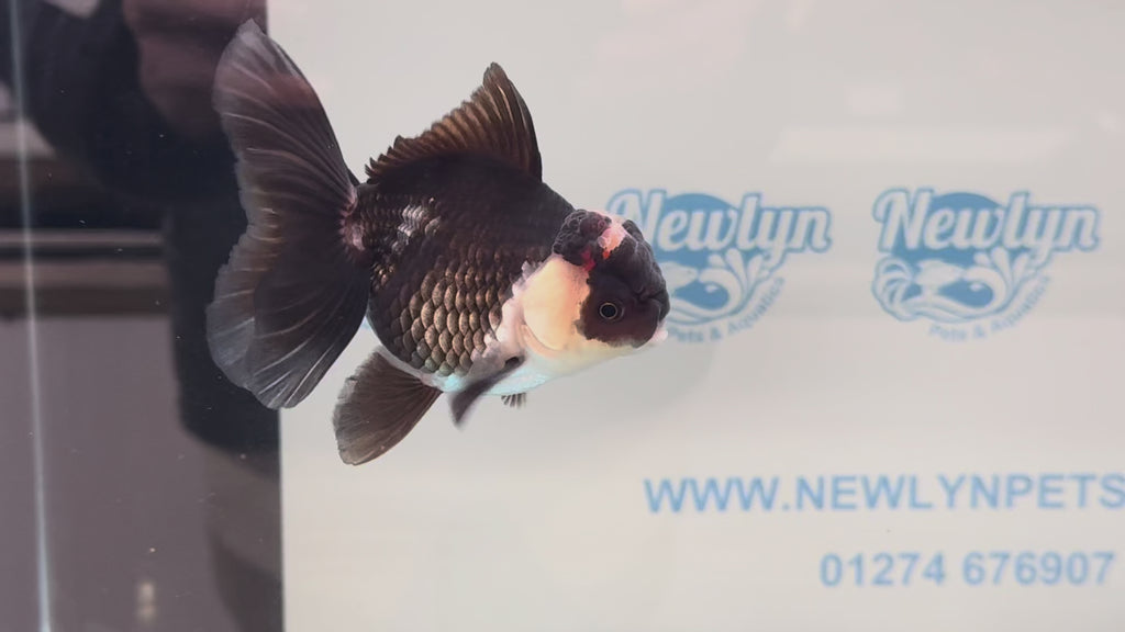 Elite Tri Oranda 10cm