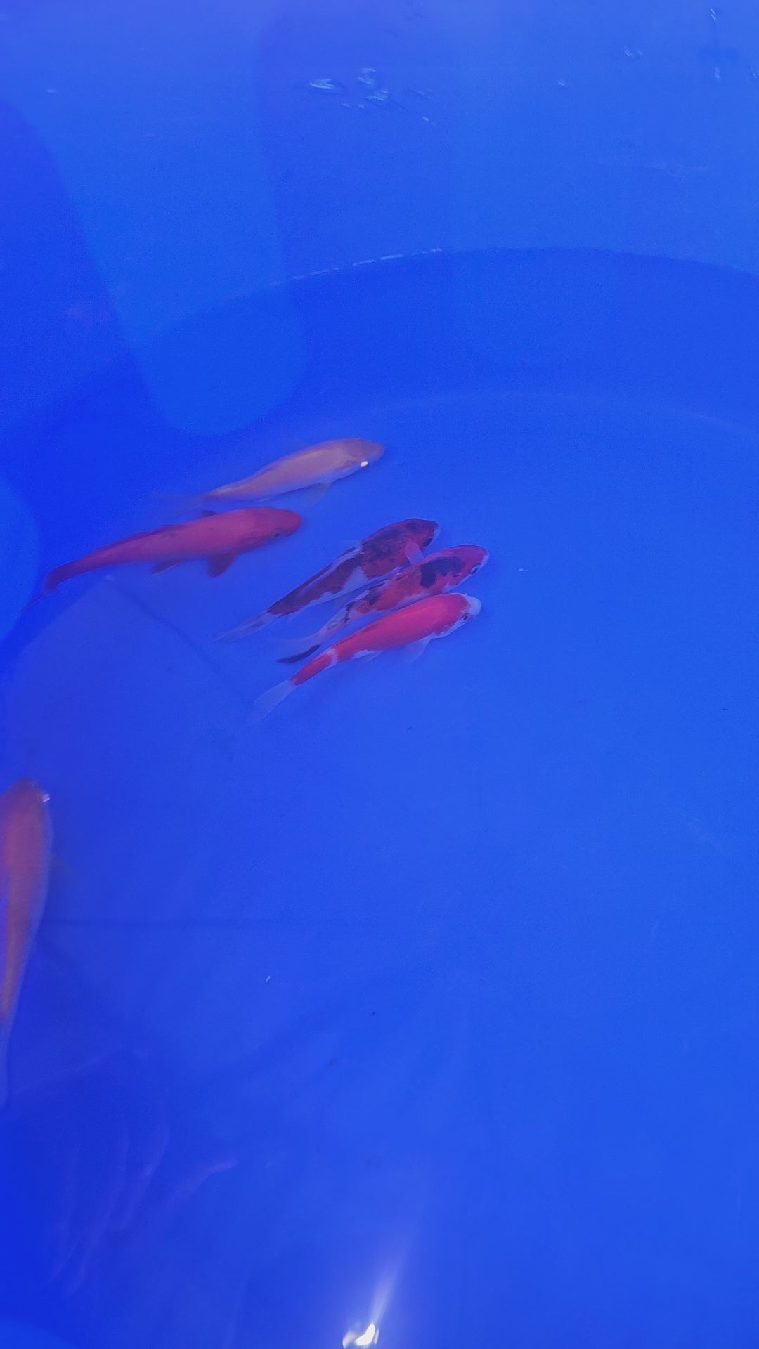Japanese Koi 12-15cm Live Fish