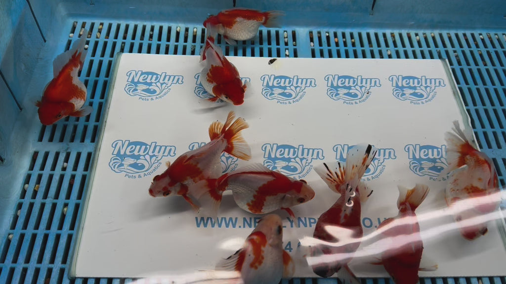 Short Tail Ryukin 11-13cm