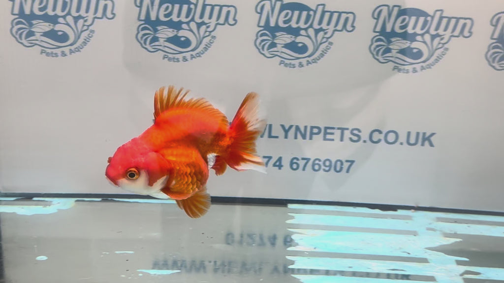 Short Tail Ryukin 11-12cm R2Fancy Goldfish