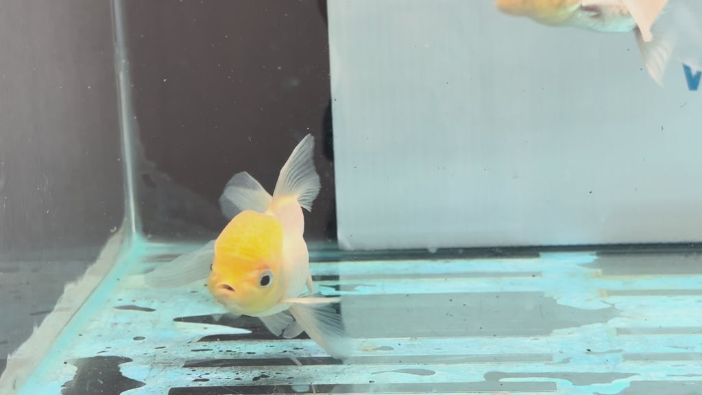 Lemon Head Oranda 8-9cm Chinese Fancy Goldfish