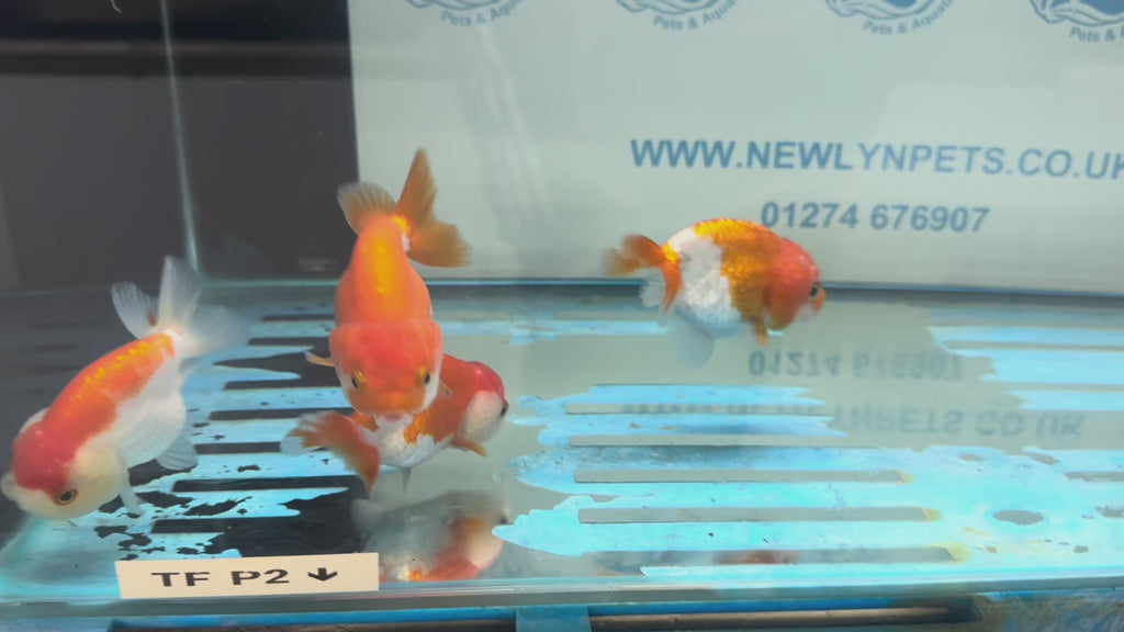 Lionhead Red/White 8-9cm Fancy Goldfish