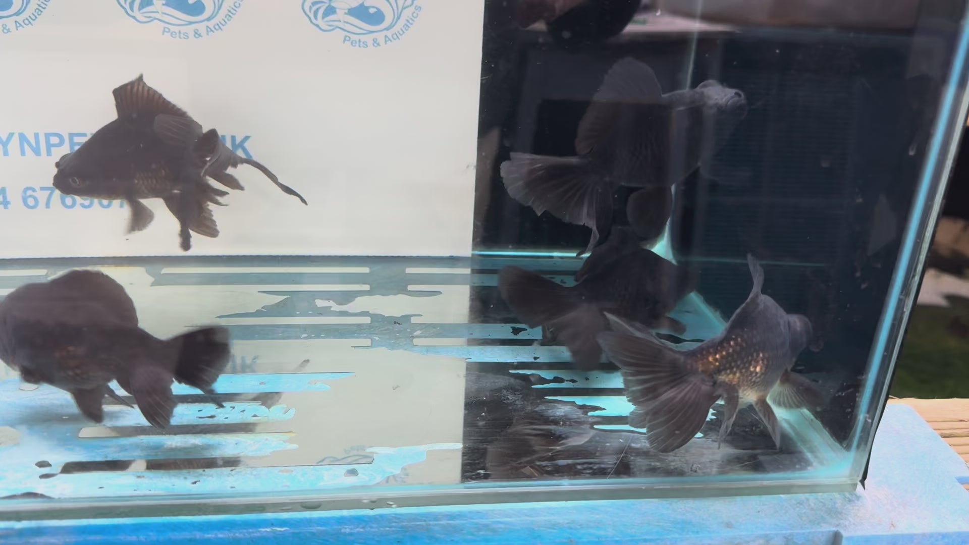 Black Moor 11-13cm Chinese Fancy Goldfish