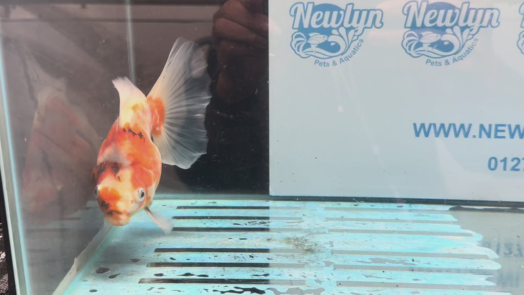 Ryukin 16cm Ry1 Fancy Goldfish