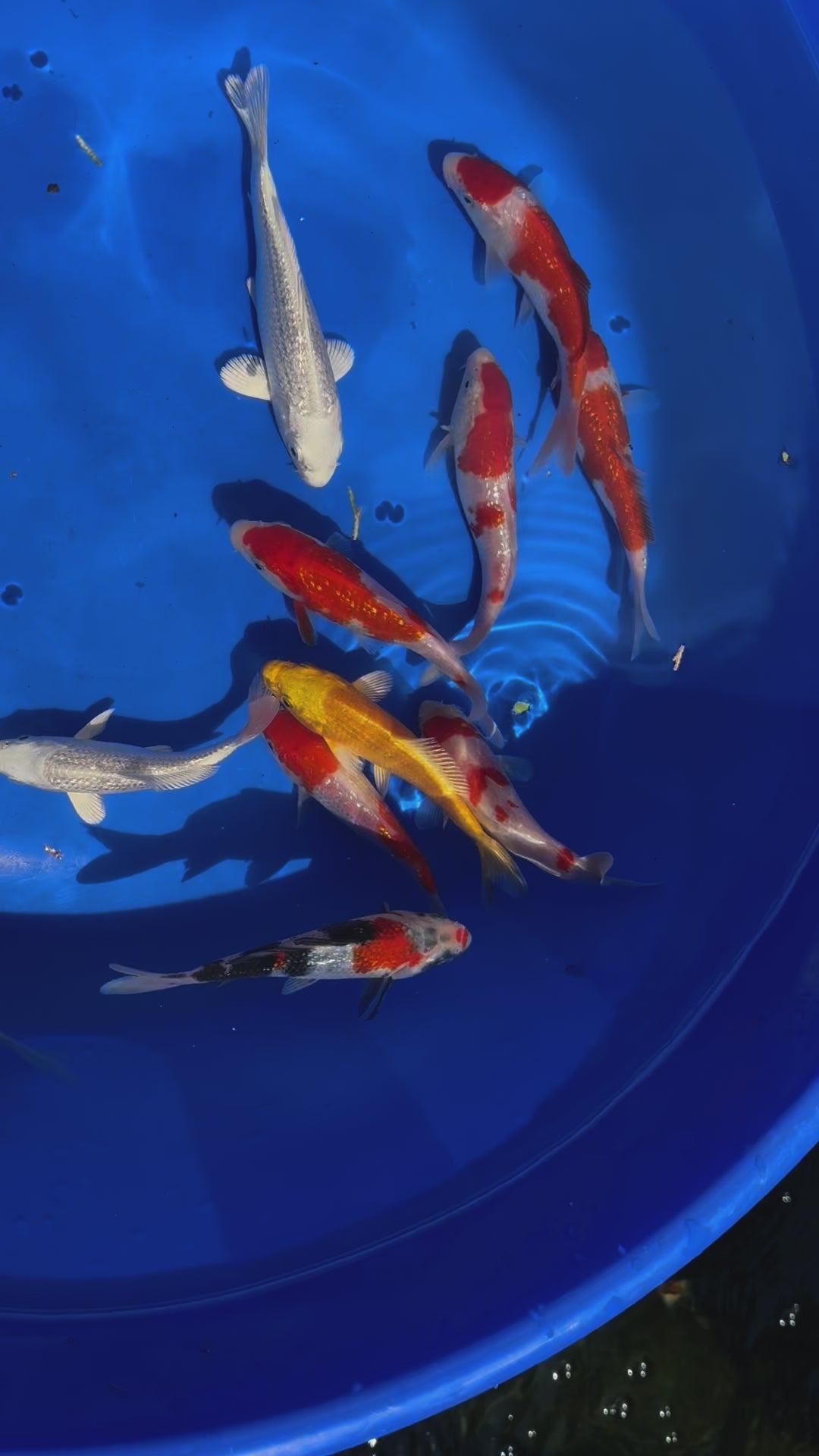 Japanese Koi 13-16cm Live Fish