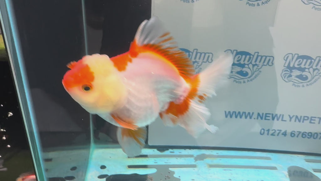 Oranda 14cm OR10hg (Fish in photo)