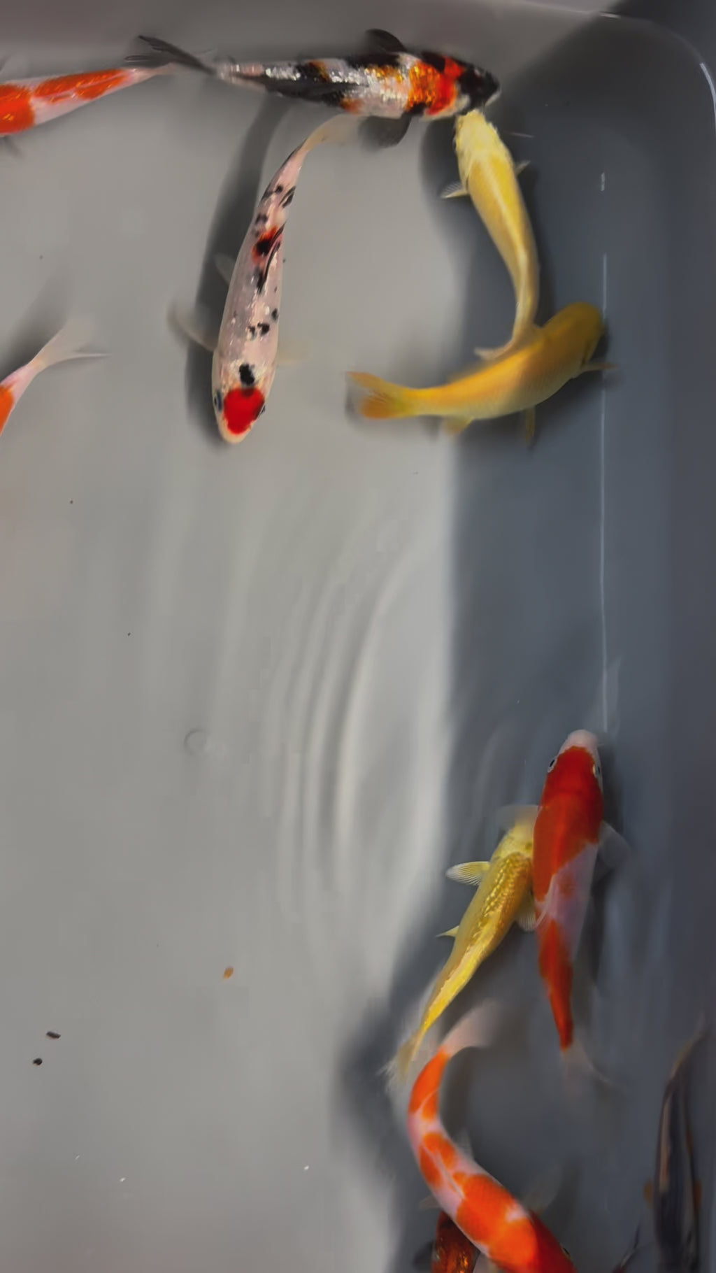 Japanese Koi 10-14cm Live Fish (TF P4)