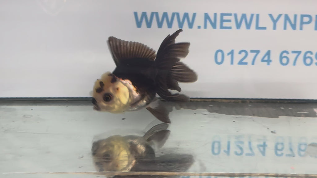 Panda Oranda Fancy Goldfish 8-9cm