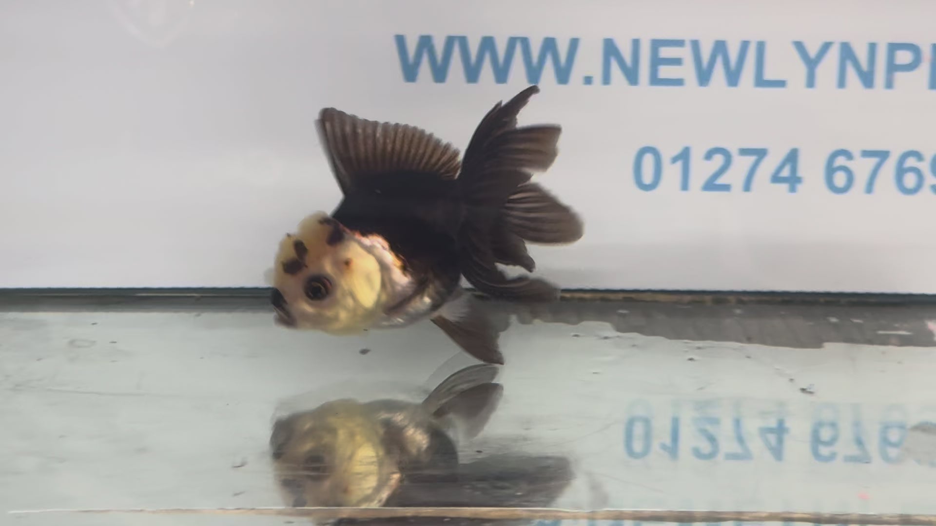 Panda Oranda Fancy Goldfish 8-9cm