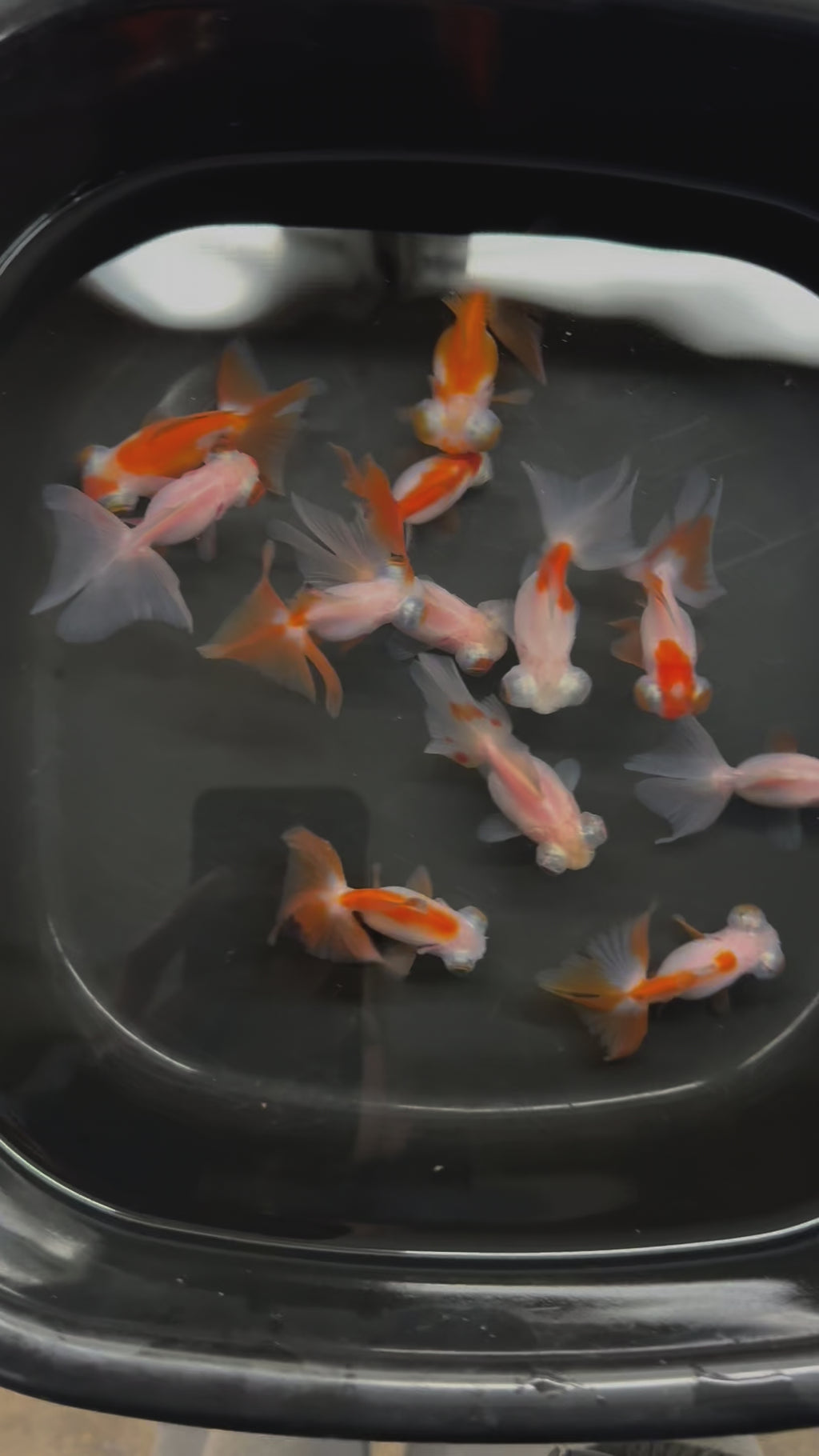 Butterfly Moor Red/White 6-7cm Chinese Fancy Goldfish (BF11B)