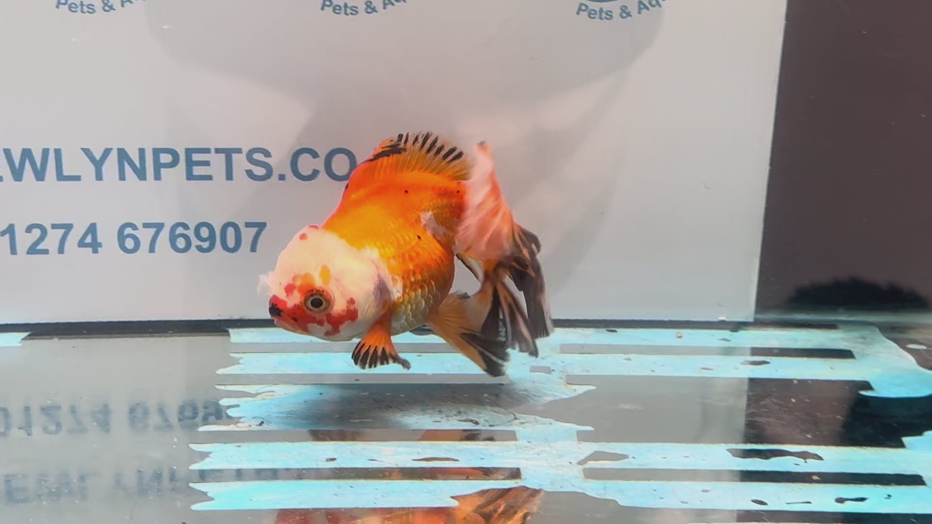 Oranda 13cm OR14 (Fish in photo)