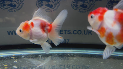 Sakura Oranda 11-12cm