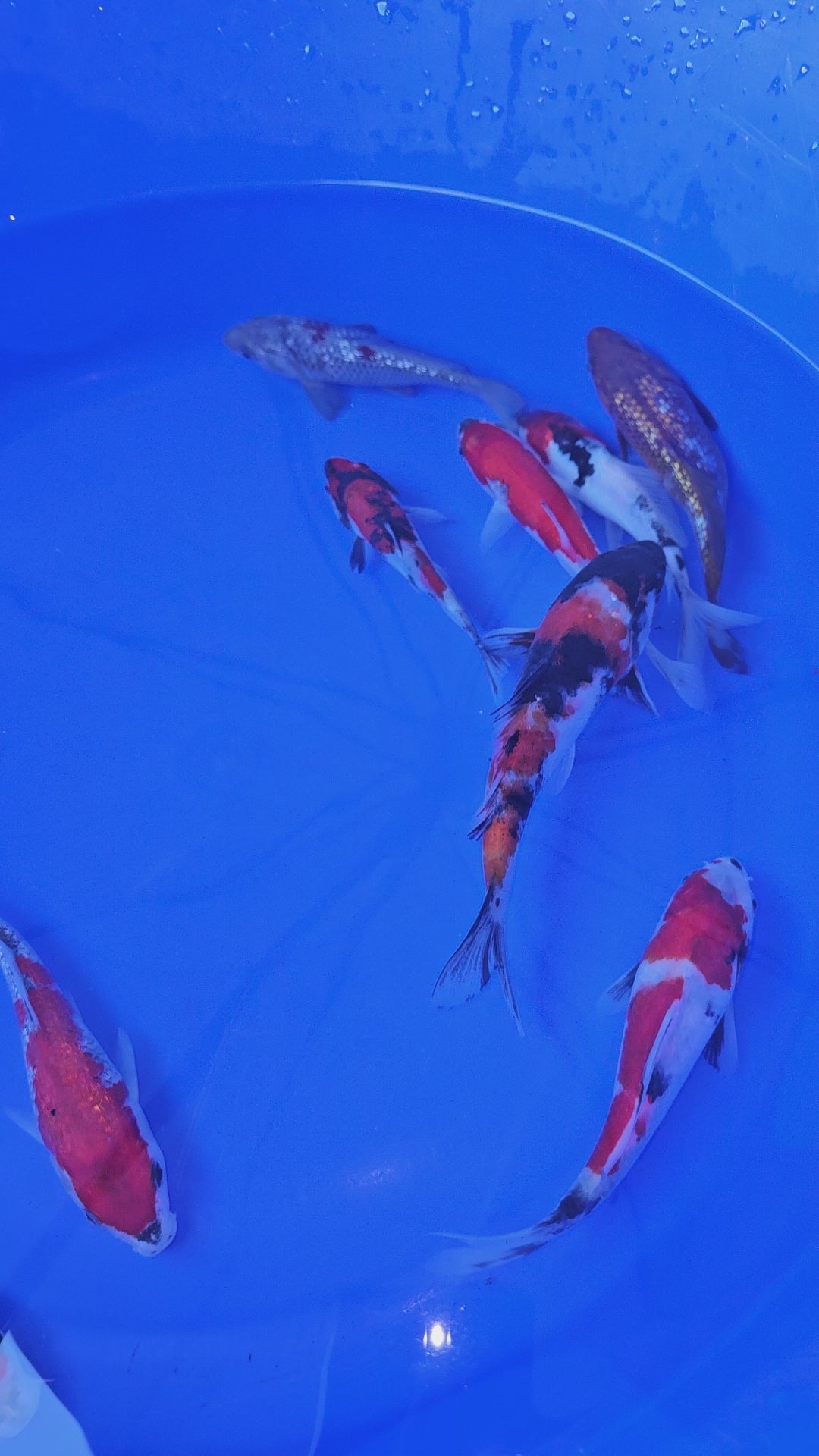 Japanese Koi 18-20cm