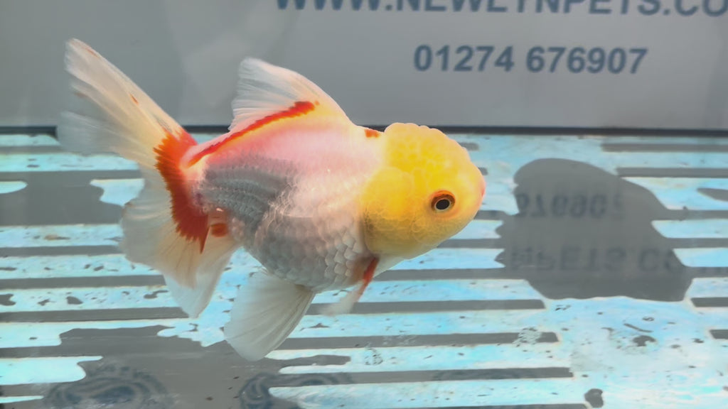 Lemonhead Oranda 14-15cm OR8hg (Fish in photo)