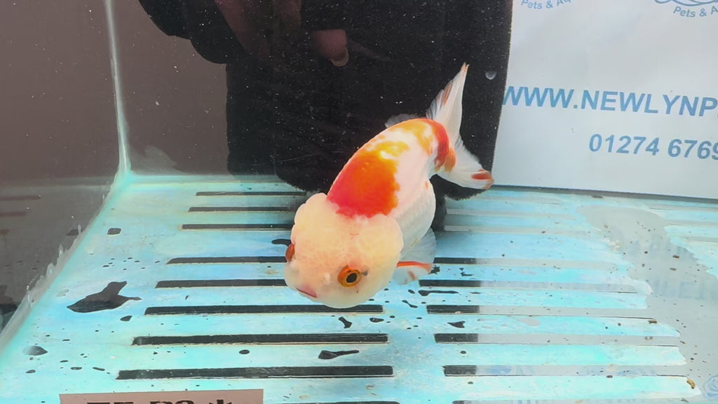 Red/White Ranchu 12cm Fancy Goldfish