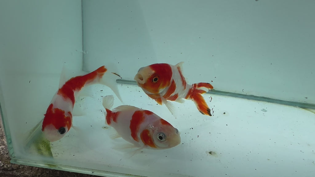 Sakura Sarasa Comet (Red & White) 4"