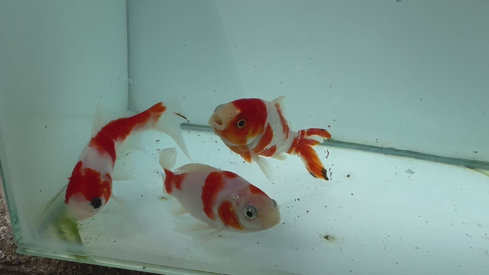 Sakura Sarasa Comet (Red & White) 4"