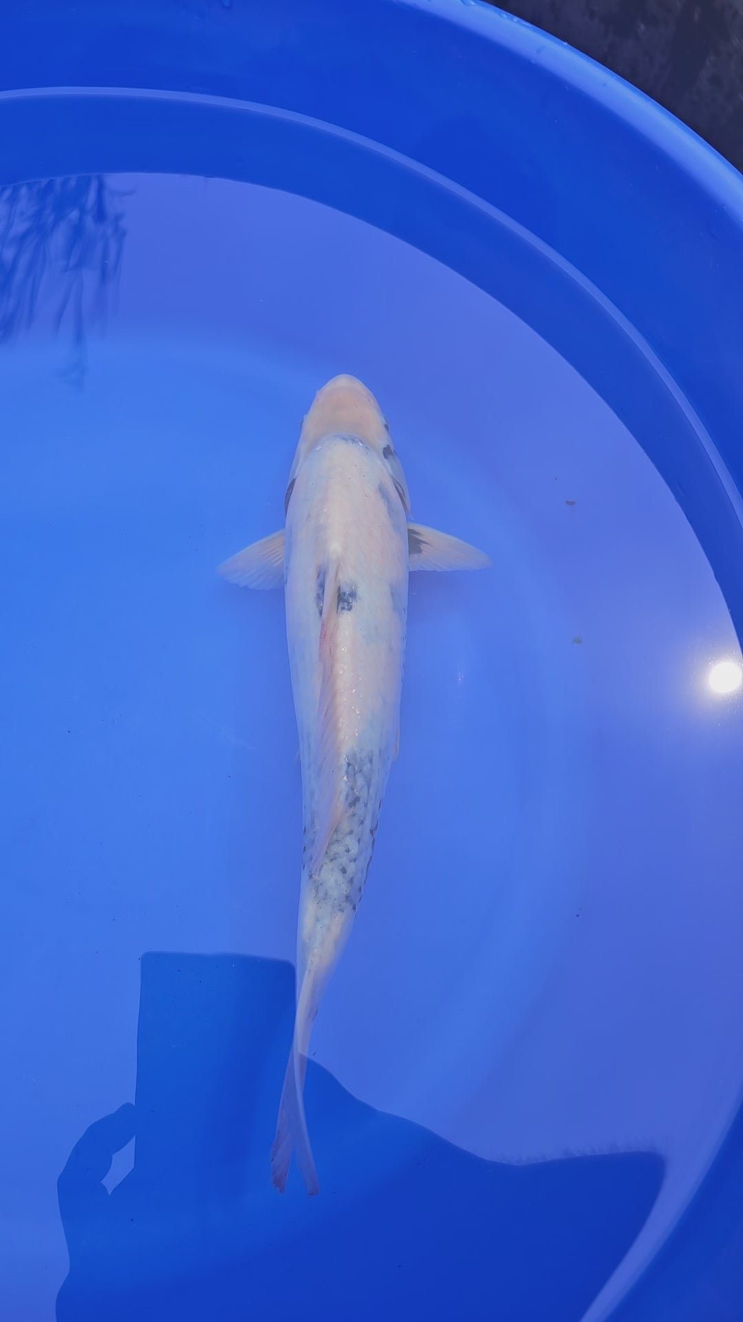 Japanese Koi Jumbo Shiro 13-14" (Fish in Photo) (O 1) #6