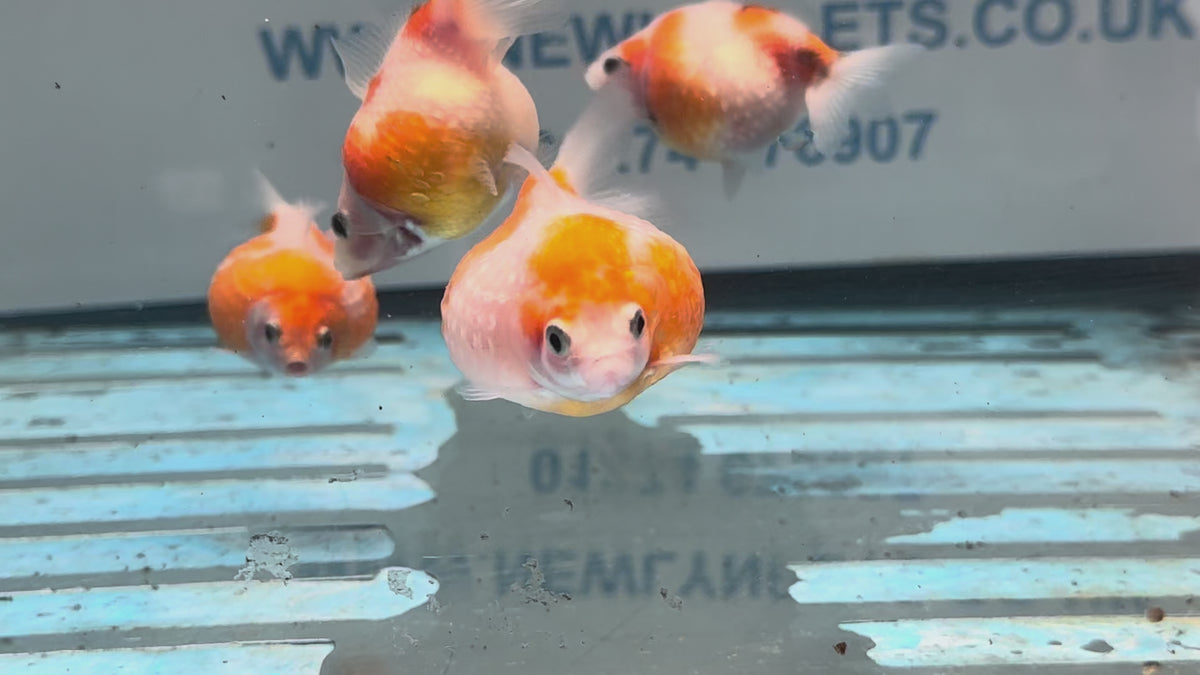 Golf Ball Pearlscale 6-7cm Fancy Goldfish (BF11C)