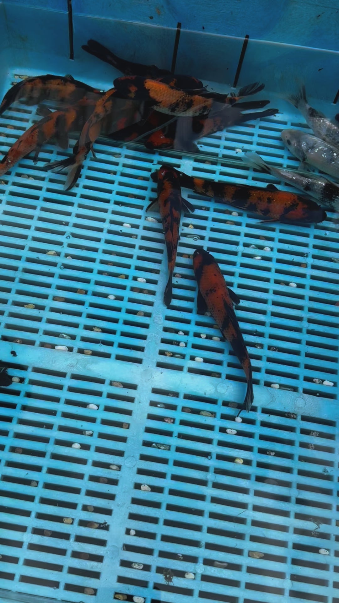 Japanese Koi Hi Utsuri 15-18cm (O 2E)