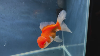 Oranda 14-15cm (Fish in photo) Chinese Fancy Goldfish