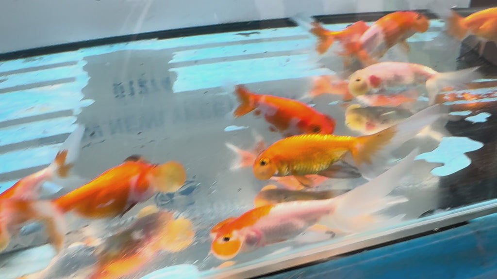 Bubble Eye 6-7cm Chinese Fancy Goldfish