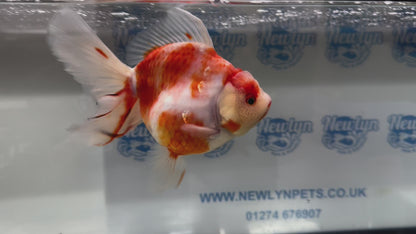 Jumbo Oranda  14-15cm (Fish in photo) #18