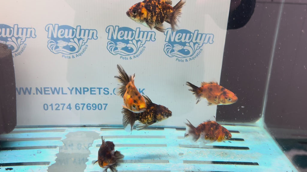 Tiger Oranda Fancy Goldfish 6-8cm