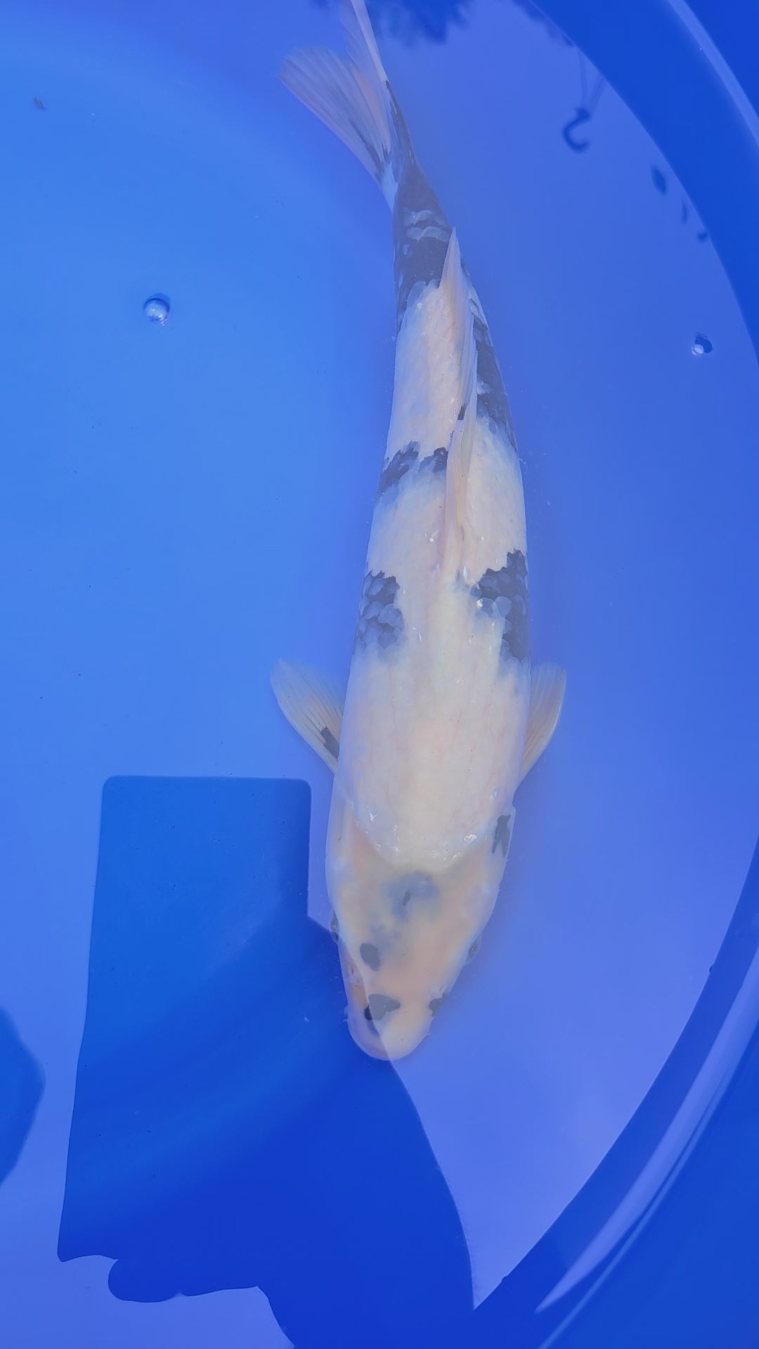 Japanese Koi Jumbo Shiro 14" (Fish in Photo) (O 1) #5