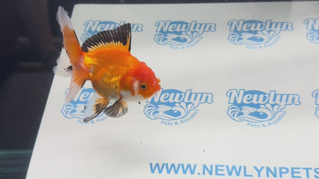 Oranda 11cm OR7 (Fish in photo)