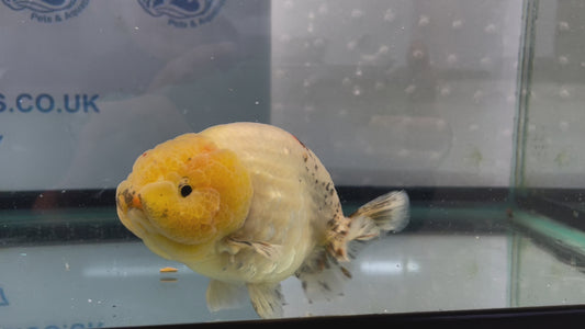 Jumbo Ranchu Lemon Head 12-13cm Fancy Goldfish (Fish In Photo) #13