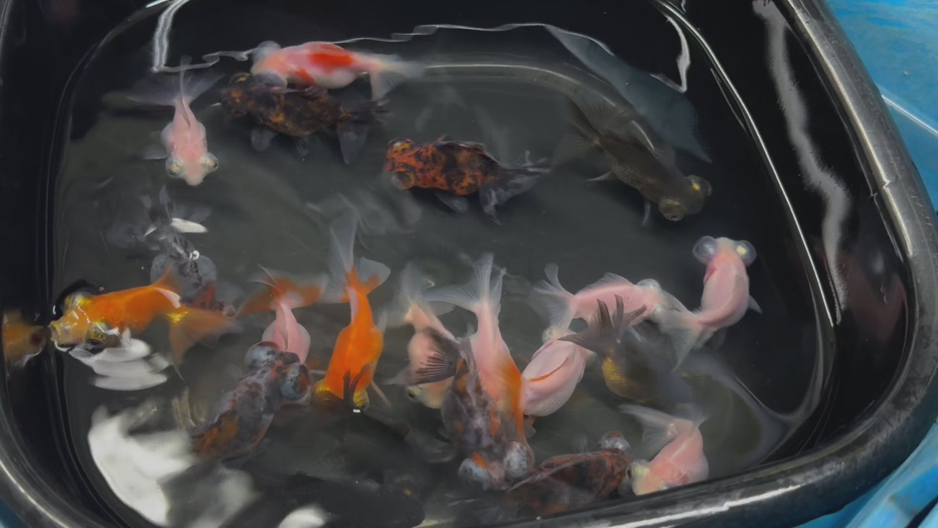 Demekin Fancy Goldfish 5-6cm (Picked at random) (BF11A)