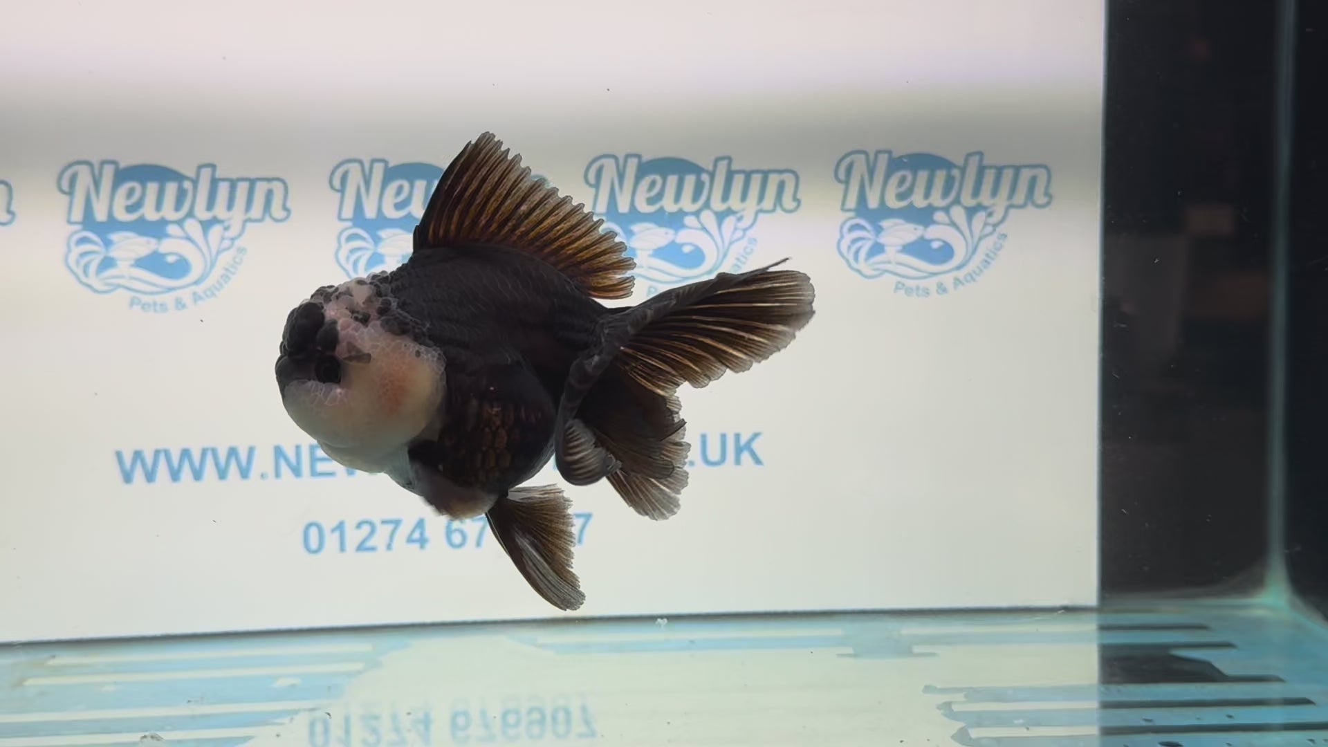 Panda Oranda 12-13cm PO1