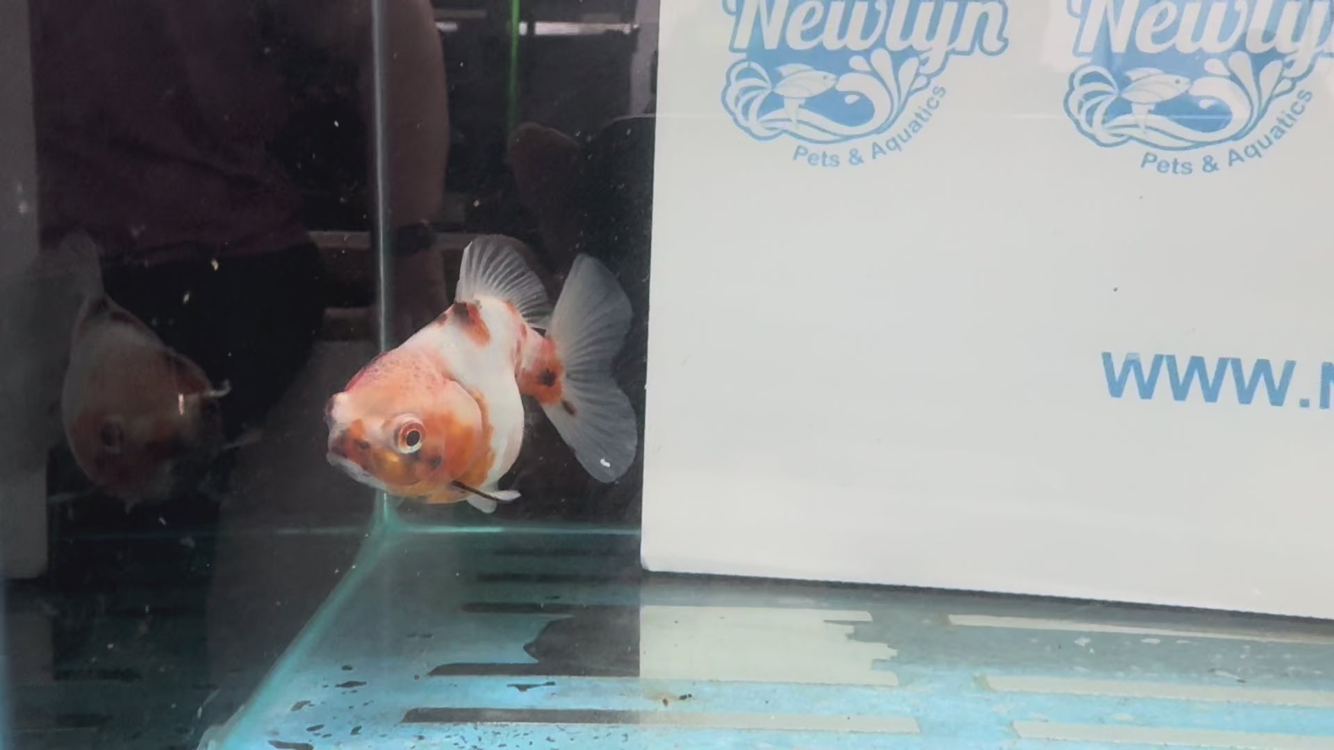 Oranda  10cm OR2 (Fish in photo)