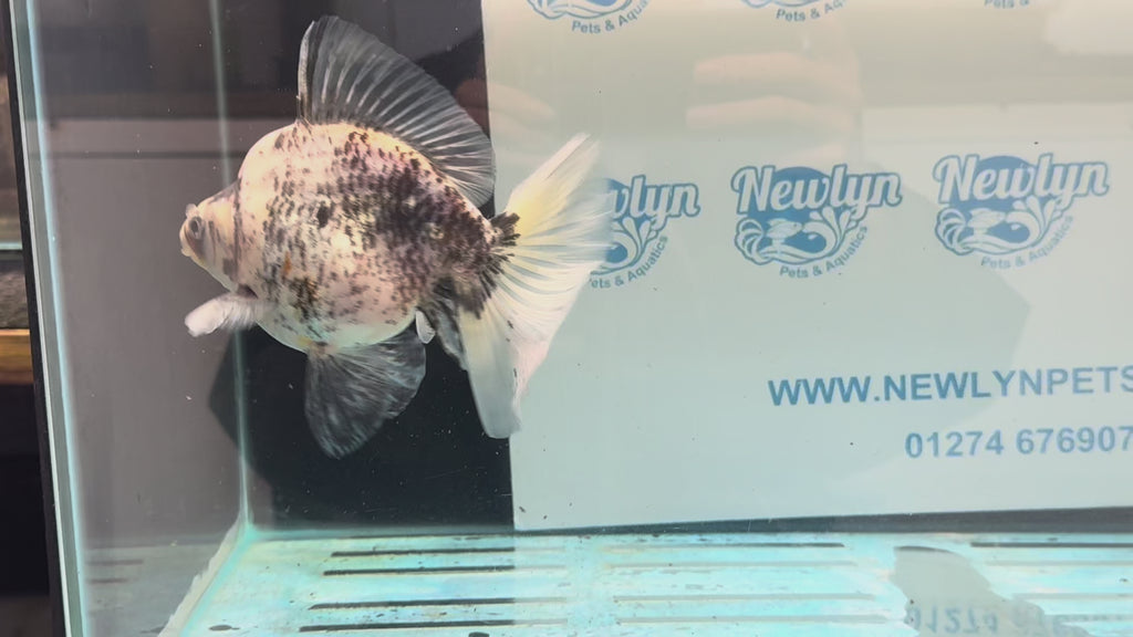 Ryukin 16-17cm R1 Fancy Goldfish