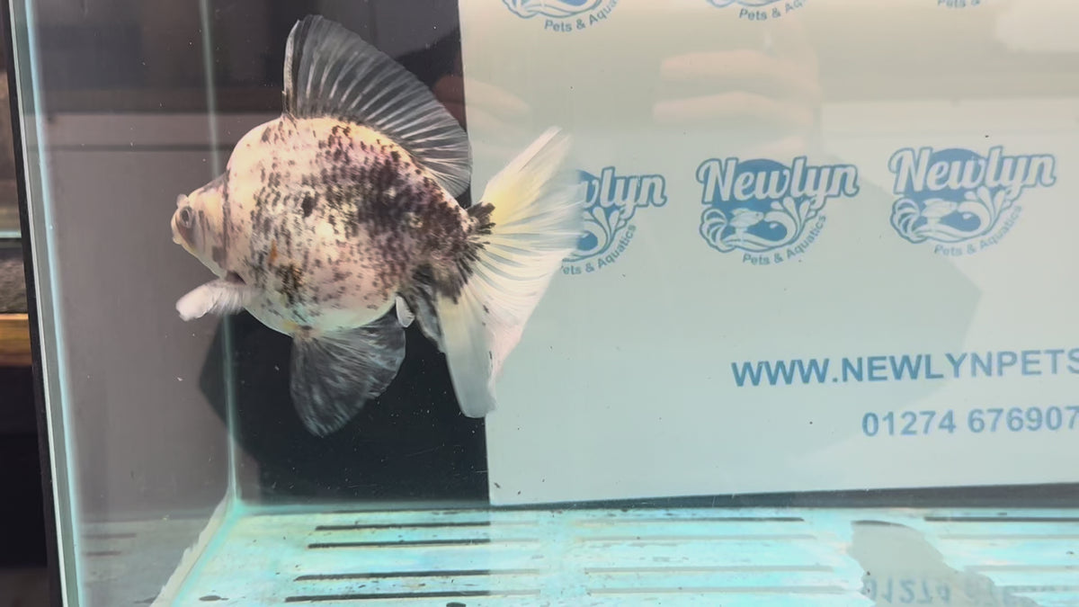 Ryukin 16-17cm R1 Fancy Goldfish