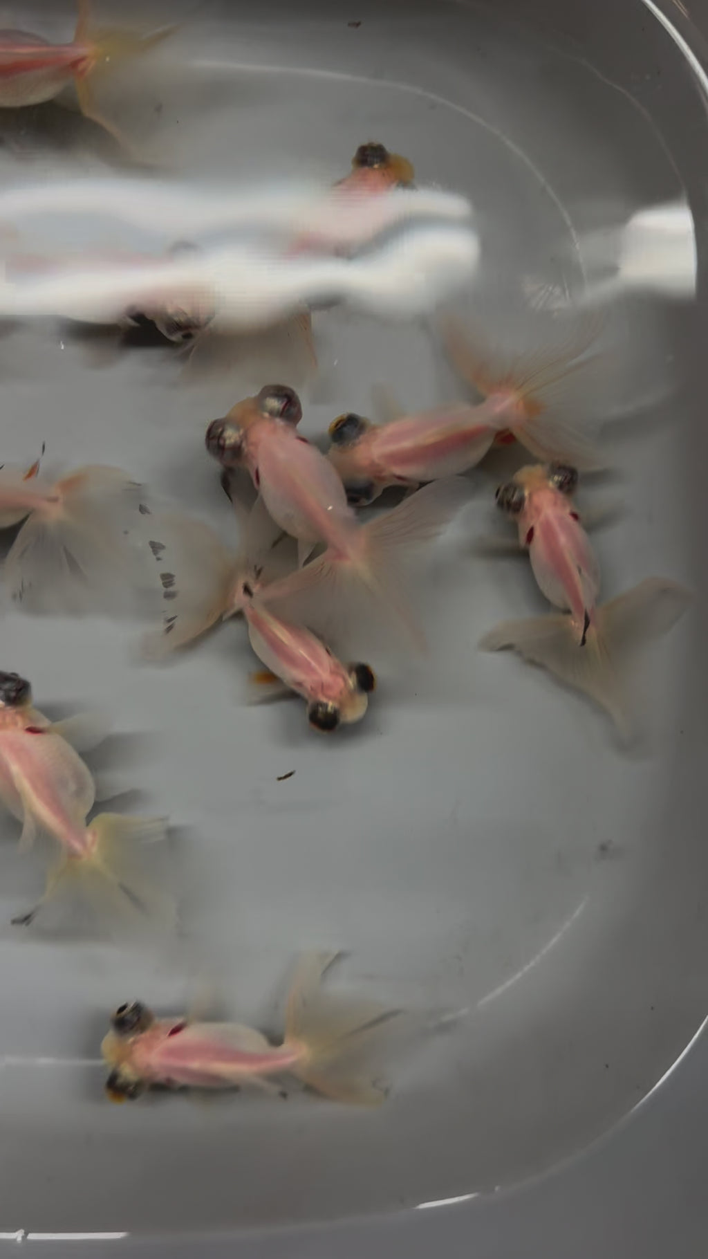 Butterfly Moor Silver/White 6-7cm Chinese Fancy Goldfish (BF10B)