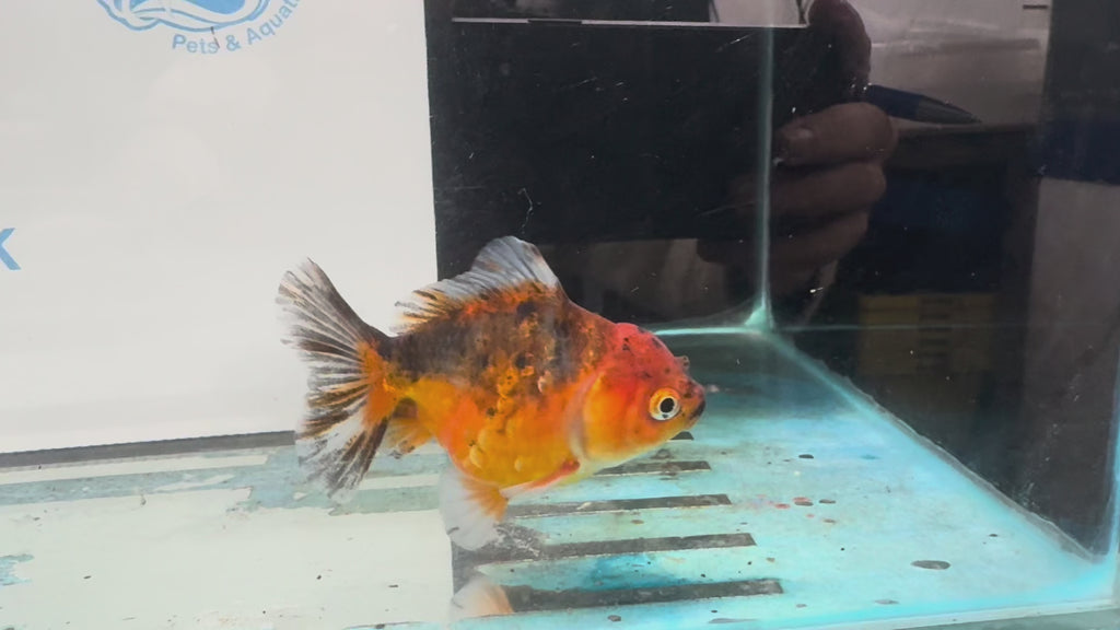 Oranda Short Tail 10cm OR6 (Fish in photo)