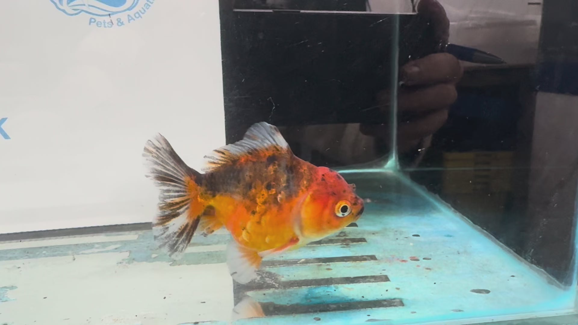 Oranda Short Tail 10cm OR6 (Fish in photo)