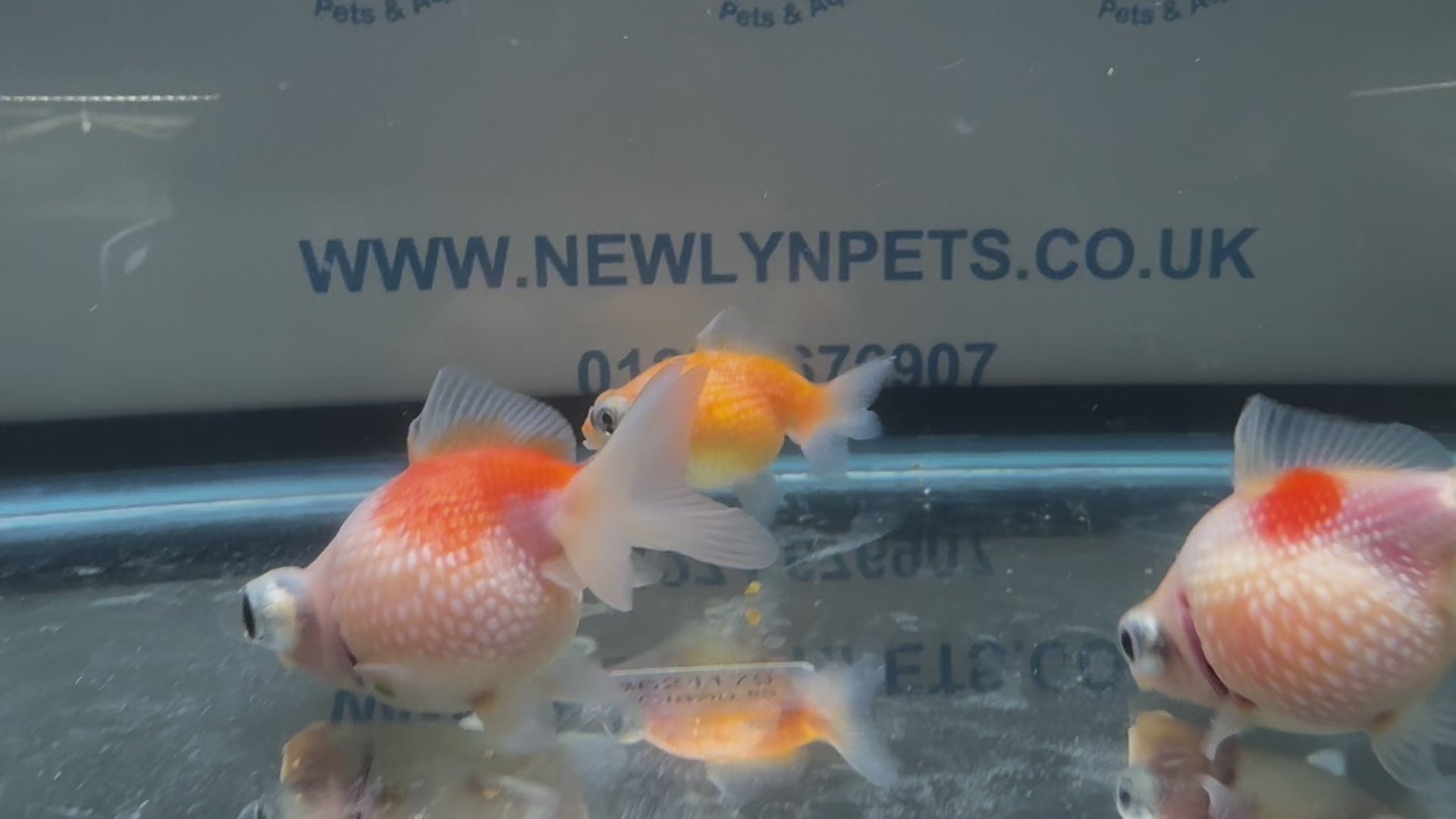 Dragon Eye Pearlscale 6-7cm Fancy Goldfish (BF11C)